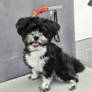 야옹아 멍멍해봐 | 구래동 애견미용 야옹아멍멍해봐 김포운양점에서 겁 많은 강아지 미용 성공