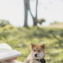 고마워, 강아지 이미지