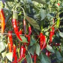 미소숯불닭갈비 이미지