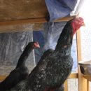 중암농장 이미지