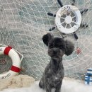 누구보다 소중하개 이미지