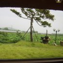 연꽃이야기
