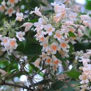 아마빌리스 이미지