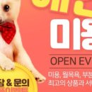 온니애견미용 이미지