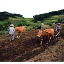 청산도의미래 이미지