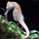 seahorse 이미지