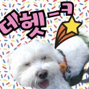 산책/양치 등 인증 댓글 함께해요! (2탄) 이미지
