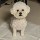 가평아름마루독채애견펜션 이미지