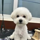 장유유치원 | 장유애견미용,멍스테이 유치원·호텔·미용 강아지 미용 찐 후기!