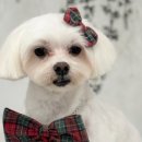 뽀짝뽀짝 애견 미용실 이미지