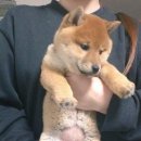 강아지랑 고양이 이미지