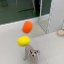 뚜뚜멍멍 이미지