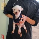 11/11 한국야생동물보호협회 구조견 5~8번(밤돌이,초코,소망이,꼬미) 입소검진 이미지