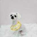 이쁜멍멍 이미지