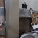 노루 화장실 이미지