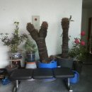 임계중앙교회 이미지