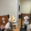 빌레리조트 | 제주 애견동반 숙소 빌레리조트 3박4일 이용 후기