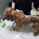 위드유애견 이미지