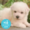 뽀송 이미지
