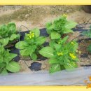 양주농장 이미지