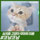 코냥코냥 이미지