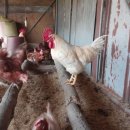 선소리 민박 이미지