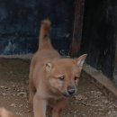 강지