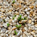 들레마켓 이미지