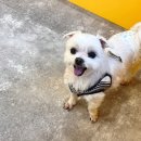 라이프 오브 라일리(Life of Riley) | 갈매애견카페 라이프오브라일리 에견유치원도 가능한 곳