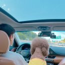 강릉애견하우스 | 강릉 숙소 애견동반펜션 무주하우스 솔직후기