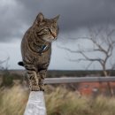 서부냉면 이미지