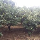 풍양면사무소 이미지