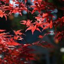 무위의 공동체 | 정원 사회학으로 보는 한국의 정원문화