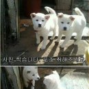 야 이미지