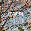 나무고아원 | 하남 나무고아원 아이와 가볼만한곳 벚꽃 개화 실시간 후기 주차