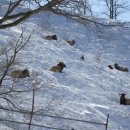 대관령사슴목장 이미지