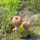 고와라민박 이미지