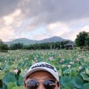 연꽃만발 아산 신정호숫가 이미지