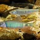 피라미다 이미지