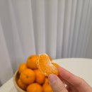달콤할시간 | 제주 감귤 온라인 구매 후기, 서귀포 귤 맛이 이렇게 달콤할 줄이야