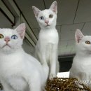 도도한고양이 이미지