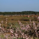 복사꽃피는마을 이미지