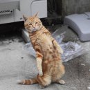 행복한 고양이 이미지