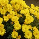 신왕지낚시터 이미지