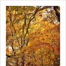 11/02(일) 아~~단풍이여 가을이여 낭만이 추억을 남기고~~북한산 단풍놀이 이미지