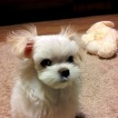 별이&체리 이미지