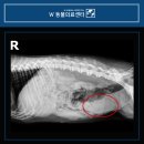 W동물의료센터 | 강아지 자궁축농증 수술적 치료가 필요할까요? 부산 w동물의료센터 수술 후기