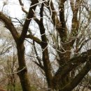 해안동 왕벚나무 이미지