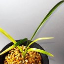 하단동1203 이미지