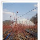 무척사랑 영농조합법인 이미지